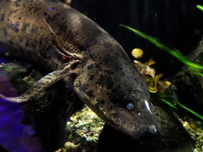 Framed Print : A West african lungfish Protopterus annectens underwater portrait Framed Print : A West african lungfish Protopterus annectens underwater portrait