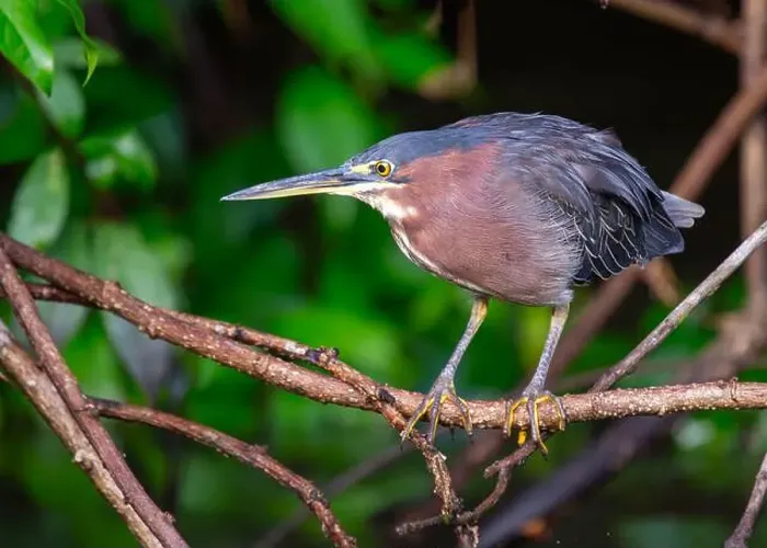 Framed Print : West of the Rockies, the elusive Green Heron (Butorides virescens) reveals its beauty in US wetlands Framed Print : West of the Rockies, the elusive Green Heron (Butorides virescens) reveals its beauty in US wetlands