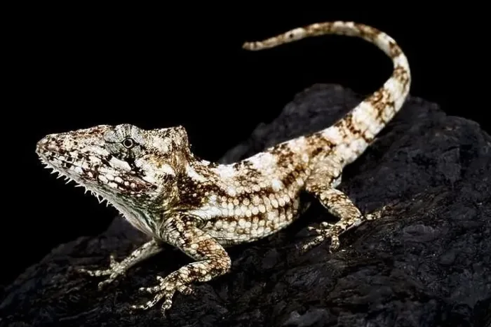 Framed Print : Western bearded Anole (Anolis barbatus) Framed Print : Western bearded Anole (Anolis barbatus)