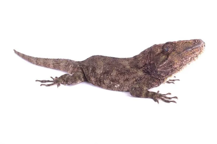 Framed Print : Western bearded anole, Chamaeleolis barbatus Framed Print : Western bearded anole, Chamaeleolis barbatus
