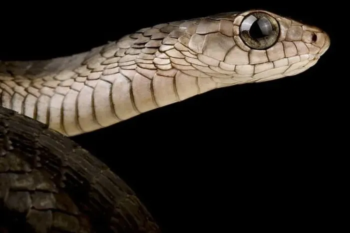 Framed Print : Western black tree snake (Thrasops occidentalis)