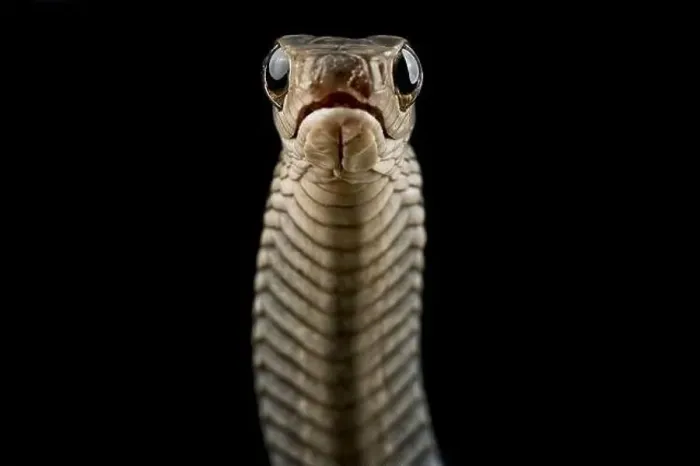 Framed Print : Western Black Tree Snake (Thrasops occidentalis) Framed Print : Western Black Tree Snake (Thrasops occidentalis)