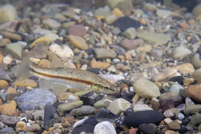 Framed Print : Western blacknose dace in a sandy stream Framed Print : Western blacknose dace in a sandy stream