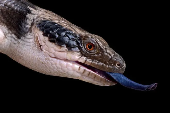 Framed Print : Western blue-tongued skink (Tiliqua occipitalis) Framed Print : Western blue-tongued skink (Tiliqua occipitalis)