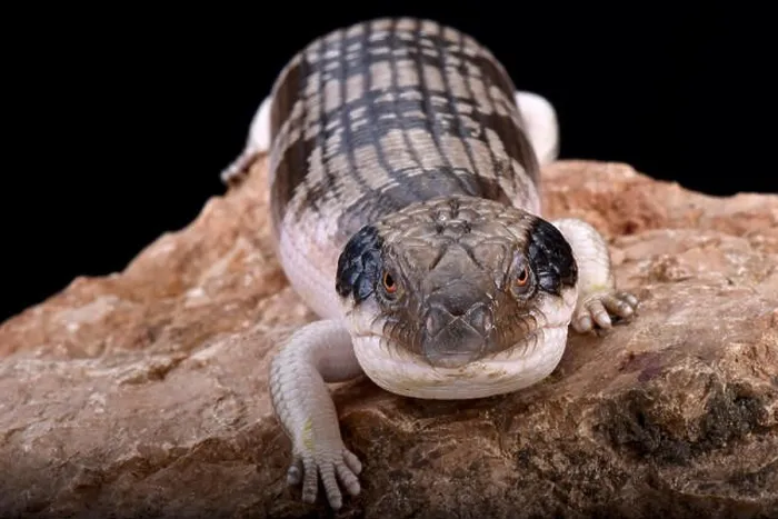 Framed Print : Western blue-tongued skink (Tiliqua occipitalis) Framed Print : Western blue-tongued skink (Tiliqua occipitalis)