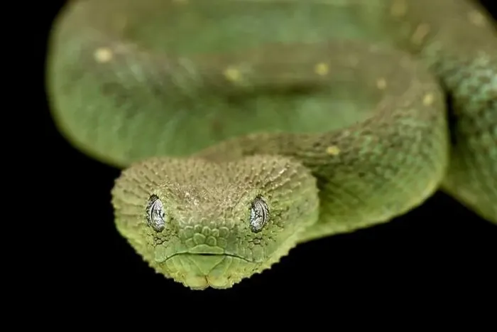 Framed Print : Western bush viper (Atheris chlorechis)