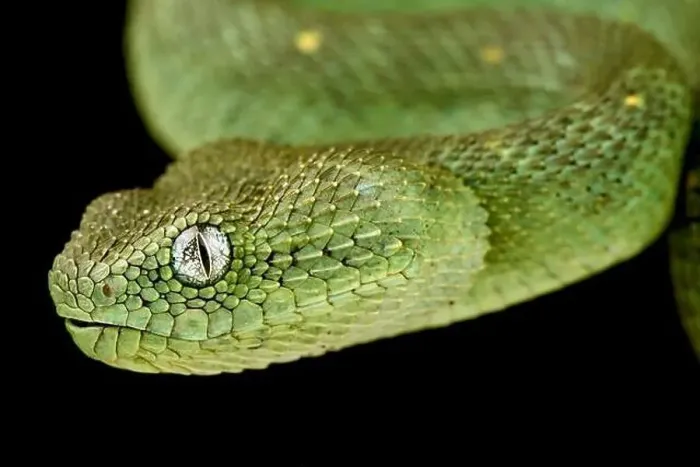 Framed Print : Western bush viper (Atheris chlorechis)