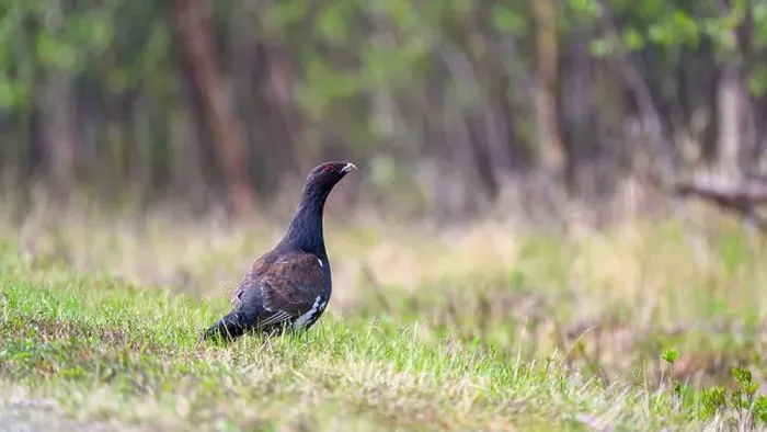 Framed Print : Western capercaillie (Tetrao urogallus) in summer forest Framed Print : Western capercaillie (Tetrao urogallus) in summer forest