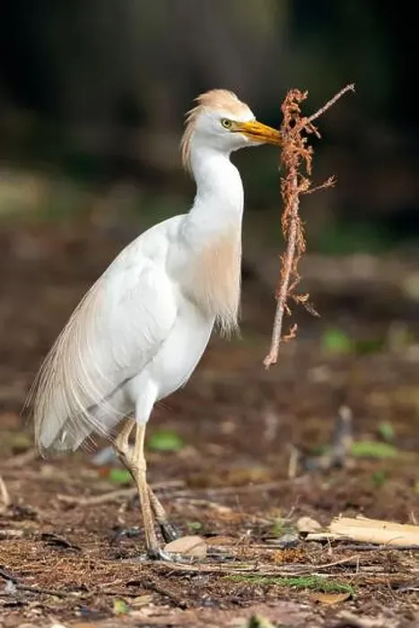 Framed Print : Western Cattle Egret (Bubulcus ibis) gathering nesting materials - Wakodahatchee Wetlands, Delray Beach, Florida, USA Framed Print : Western Cattle Egret (Bubulcus ibis) gathering nesting materials - Wakodahatchee Wetlands, Delray Beach, Florida, USA