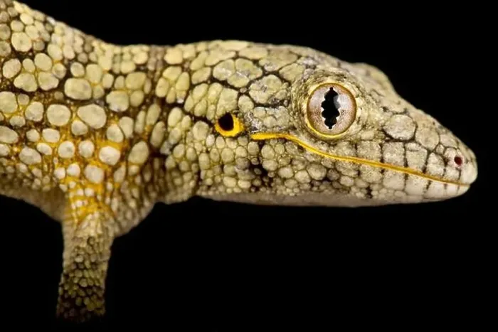 Framed Print : Western chameleon gecko (Eurydactylodes occidentalis)