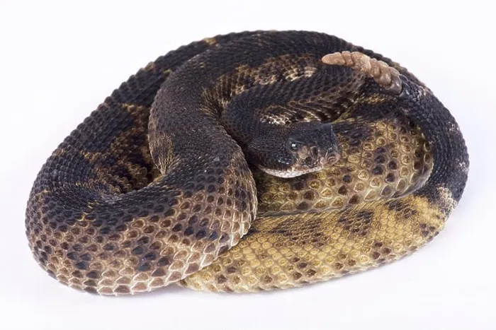 Framed Print : western diamondback rattlesnake, Crotalus atrox Framed Print : western diamondback rattlesnake, Crotalus atrox