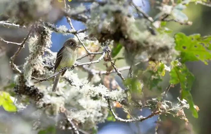 Framed Print : A western flycatcher Empidonax difficilis perched on a mossy branch looking for food Framed Print : A western flycatcher Empidonax difficilis perched on a mossy branch looking for food