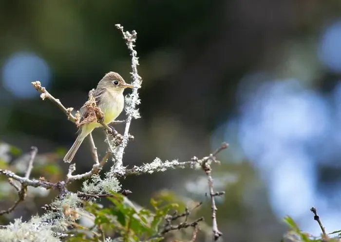 Framed Print : A western flycatcher Empidonax difficilis perched on a mossy branch looking for food Framed Print : A western flycatcher Empidonax difficilis perched on a mossy branch looking for food
