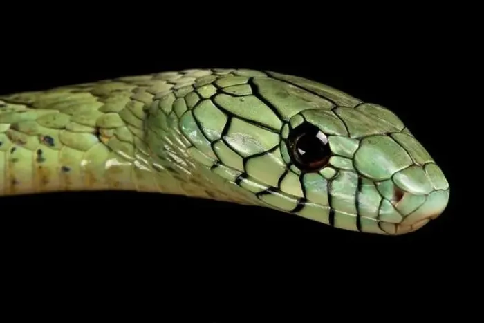 Framed Print : Western green mamba (Dendroaspis viridis)