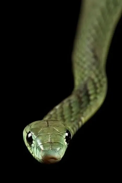 Framed Print : Western green mamba (Dendroaspis viridis)