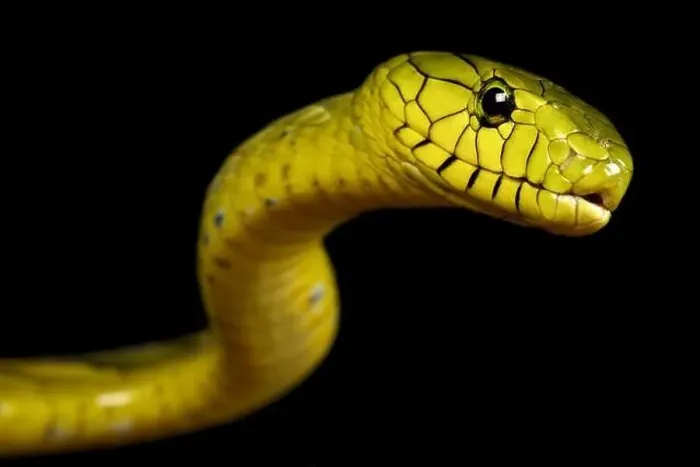 Framed Print : Western green mamba (Dendroaspis viridis)
