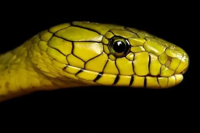 Framed Print : Western green mamba (Dendroaspis viridis)
