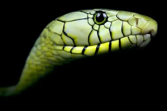 Framed Print : Western green mamba (Dendroaspis viridis)