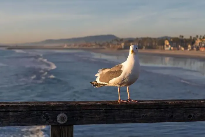 Framed Print : A Western Gull in Oceanside, California Framed Print : A Western Gull in Oceanside, California
