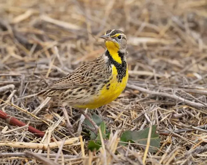 Framed Print : Western Meadowlark (Sturnella neglecta) Glenn County California Framed Print : Western Meadowlark (Sturnella neglecta) Glenn County California