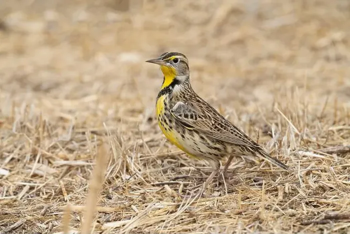 Framed Print : Western Meadowlark (Sturnella neglecta) Glenn County California Framed Print : Western Meadowlark (Sturnella neglecta) Glenn County California