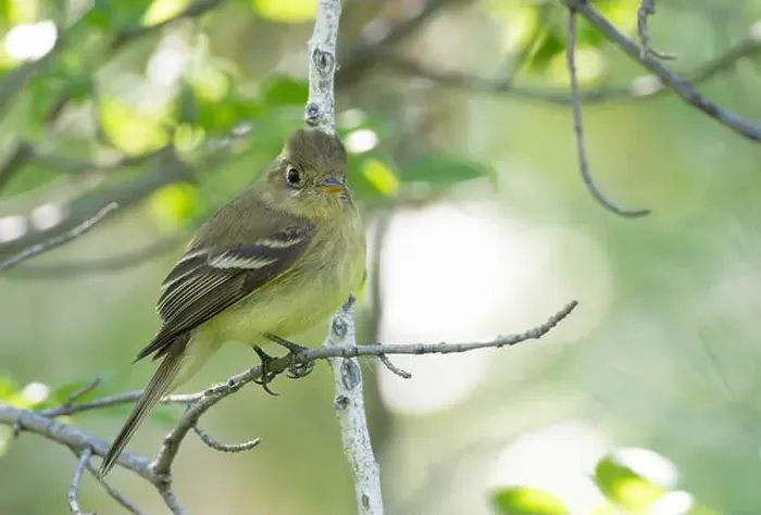Framed Print : Western or Pacific Slope Flycatcher Framed Print : Western or Pacific Slope Flycatcher