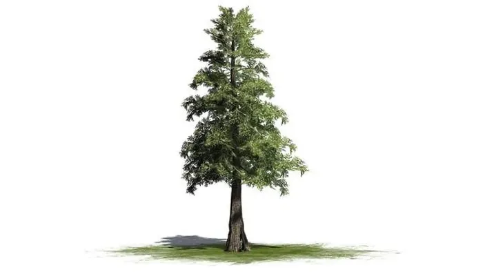 Framed Print : Western Red Cedar tree - isolated on white background Framed Print : Western Red Cedar tree - isolated on white background