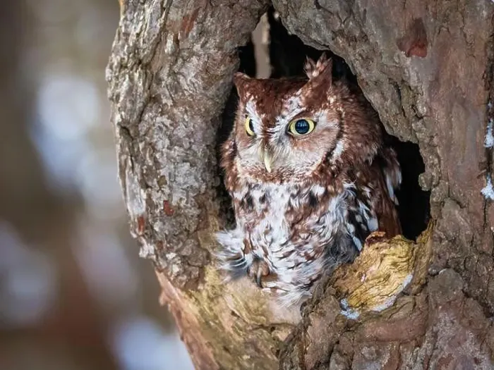 Framed Print : Western Screech Owl looking out of a tree hole Framed Print : Western Screech Owl looking out of a tree hole