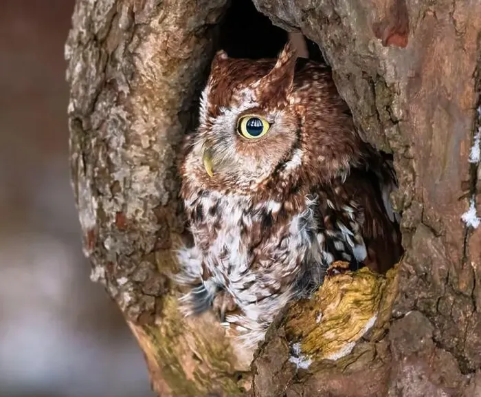 Framed Print : Western Screech Owl looking out of a tree hole Framed Print : Western Screech Owl looking out of a tree hole