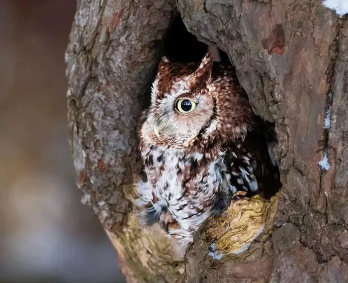 Framed Print : Western Screech Owl looking out of a tree hole Framed Print : Western Screech Owl looking out of a tree hole