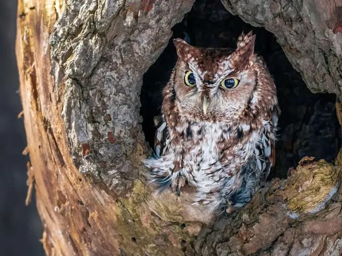 Framed Print : Western Screech Owl looking out of a tree hole Framed Print : Western Screech Owl looking out of a tree hole