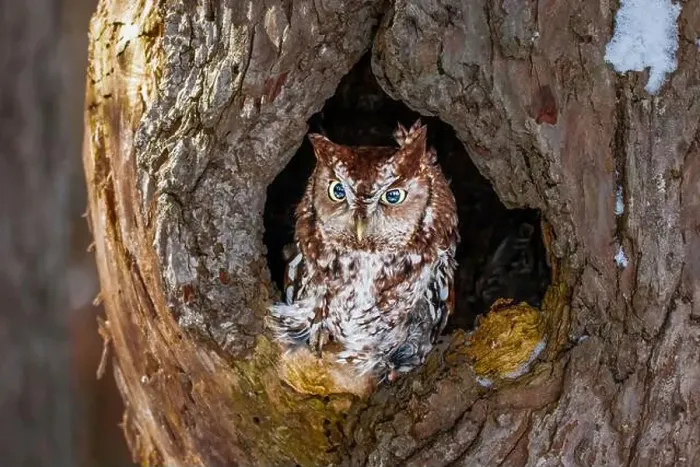 Framed Print : Western Screech Owl looking out of a tree hole Framed Print : Western Screech Owl looking out of a tree hole