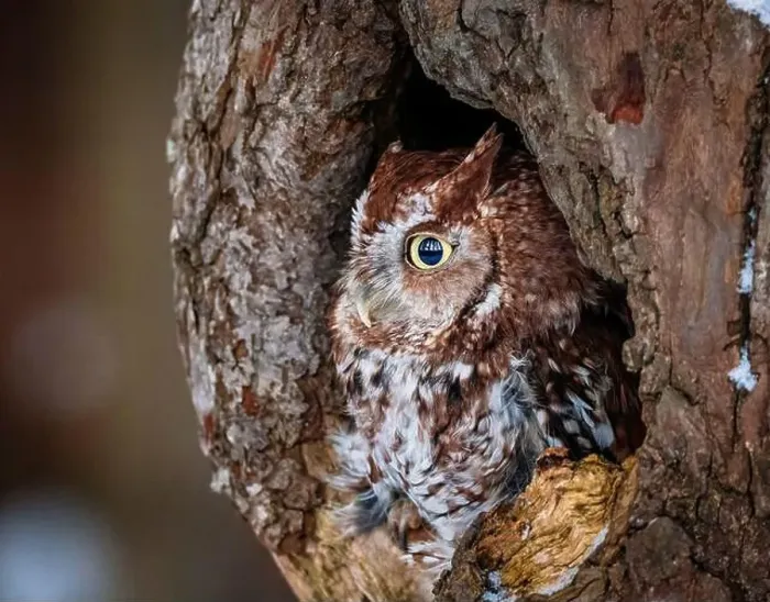Framed Print : Western Screech Owl looking out of a tree hole Framed Print : Western Screech Owl looking out of a tree hole
