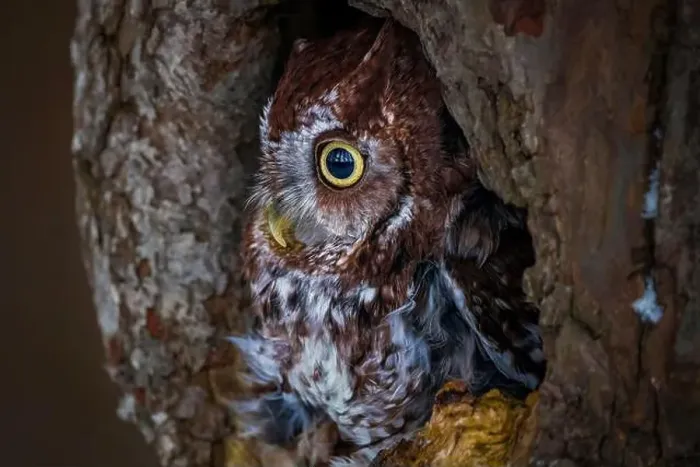 Framed Print : Western Screech Owl looking out of a tree hole Framed Print : Western Screech Owl looking out of a tree hole