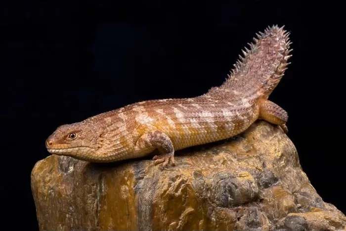 Framed Print : The western spiny-tailed skink (Egernia stokesii badia) has declined in numbers and range as a result of overgrazing Framed Print : The western spiny-tailed skink (Egernia stokesii badia) has declined in numbers and range as a result of overgrazing