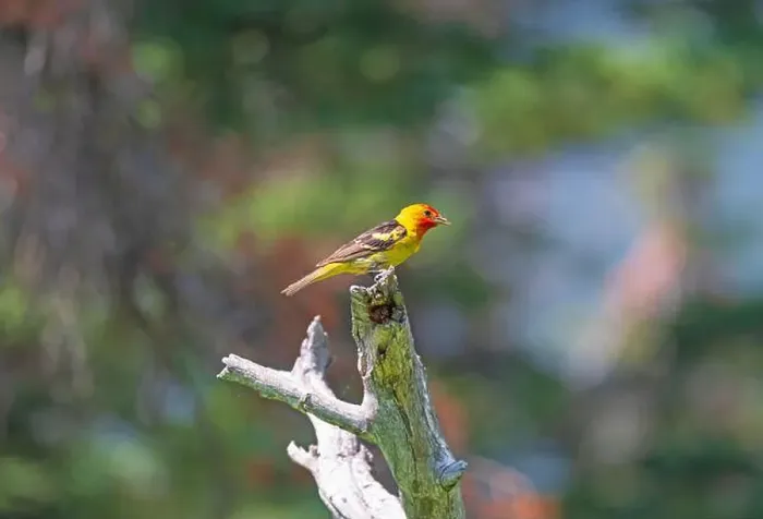 Framed Print : Western Tanager in the Forest in Glacier Nationa Park in Montana Framed Print : Western Tanager in the Forest in Glacier Nationa Park in Montana