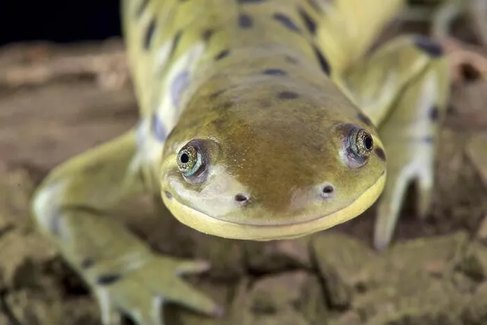 Framed Print : Western tiger salamander (Ambystoma mavortium) Framed Print : Western tiger salamander (Ambystoma mavortium)