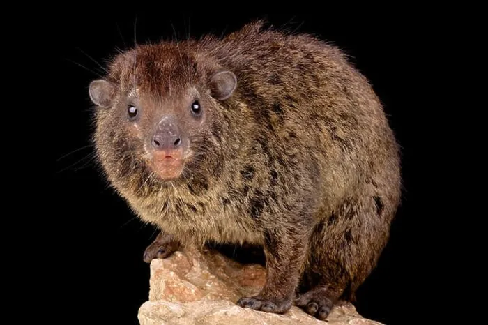Framed Print : Western tree hyrax (Dendrohyrax dorsalis) Framed Print : Western tree hyrax (Dendrohyrax dorsalis)
