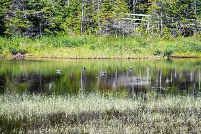 Framed Print : Wetland birds on the pond at Salmonier Nature Park on NL 90 in Holyrood, Newfoundland & Labrador, Canada Framed Print : Wetland birds on the pond at Salmonier Nature Park on NL 90 in Holyrood, Newfoundland & Labrador, Canada