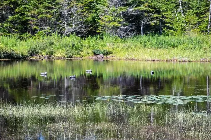 Framed Print : Wetland birds on the pond at Salmonier Nature Park on NL 90 in Holyrood, Newfoundland & Labrador, Canada Framed Print : Wetland birds on the pond at Salmonier Nature Park on NL 90 in Holyrood, Newfoundland & Labrador, Canada