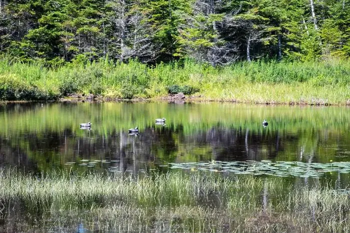 Framed Print : Wetland birds on the pond at Salmonier Nature Park on NL 90 in Holyrood, Newfoundland & Labrador, Canada Framed Print : Wetland birds on the pond at Salmonier Nature Park on NL 90 in Holyrood, Newfoundland & Labrador, Canada