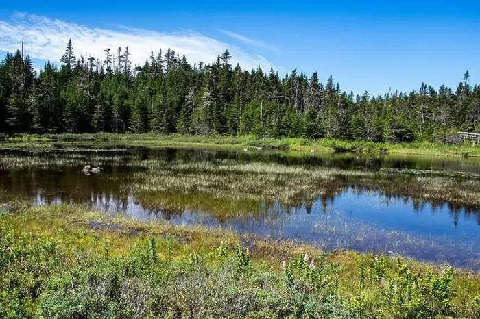 Framed Print : Wetland birds on the pond at Salmonier Nature Park on NL 90 in Holyrood, Newfoundland & Labrador, Canada Framed Print : Wetland birds on the pond at Salmonier Nature Park on NL 90 in Holyrood, Newfoundland & Labrador, Canada