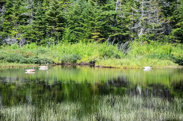 Framed Print : Wetland birds on the pond at Salmonier Nature Park on NL 90 in Holyrood, Newfoundland & Labrador, Canada Framed Print : Wetland birds on the pond at Salmonier Nature Park on NL 90 in Holyrood, Newfoundland & Labrador, Canada