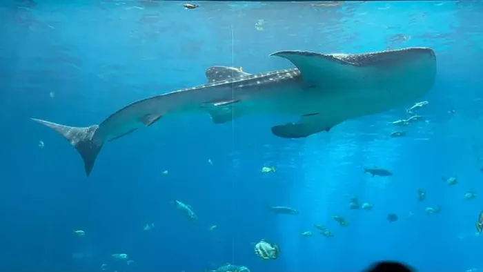 Framed Print : Whale shark at the Georgia Aquarium Framed Print : Whale shark at the Georgia Aquarium