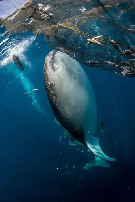 Framed Print : Whale shark (Rhincodon typus) heading to fishing net near the surface to feed, Cenderawasih Bay, Indonesia Framed Print : Whale shark (Rhincodon typus) heading to fishing net near the surface to feed, Cenderawasih Bay, Indonesia