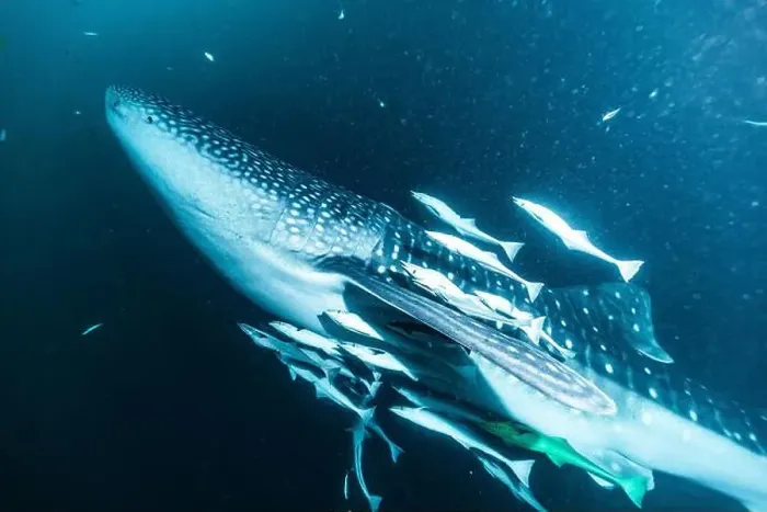 Framed Print : A whale shark surrounded by fish in the deep ocean Framed Print : A whale shark surrounded by fish in the deep ocean