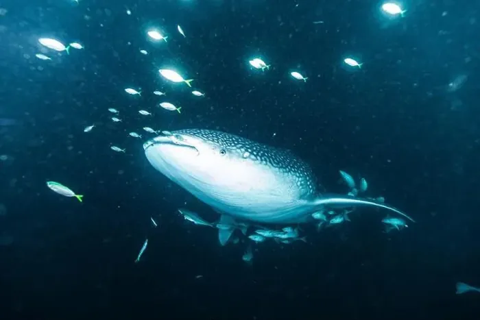 Framed Print : A whale shark surrounded by fish in the deep ocean Framed Print : A whale shark surrounded by fish in the deep ocean