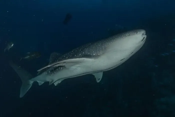 Framed Print : Whale shark at the Tubbataha Reef National Park Philippines Framed Print : Whale shark at the Tubbataha Reef National Park Philippines