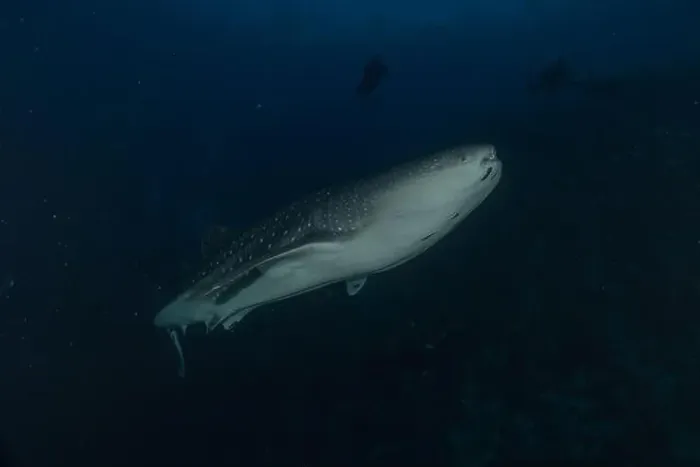 Framed Print : Whale shark at the Tubbataha Reef National Park Philippines Framed Print : Whale shark at the Tubbataha Reef National Park Philippines