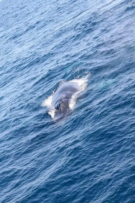 Framed Print : A whale is swimming in the ocean. The water is blue and the sky is clear. The whale is the main focus of the image Framed Print : A whale is swimming in the ocean. The water is blue and the sky is clear. The whale is the main focus of the image